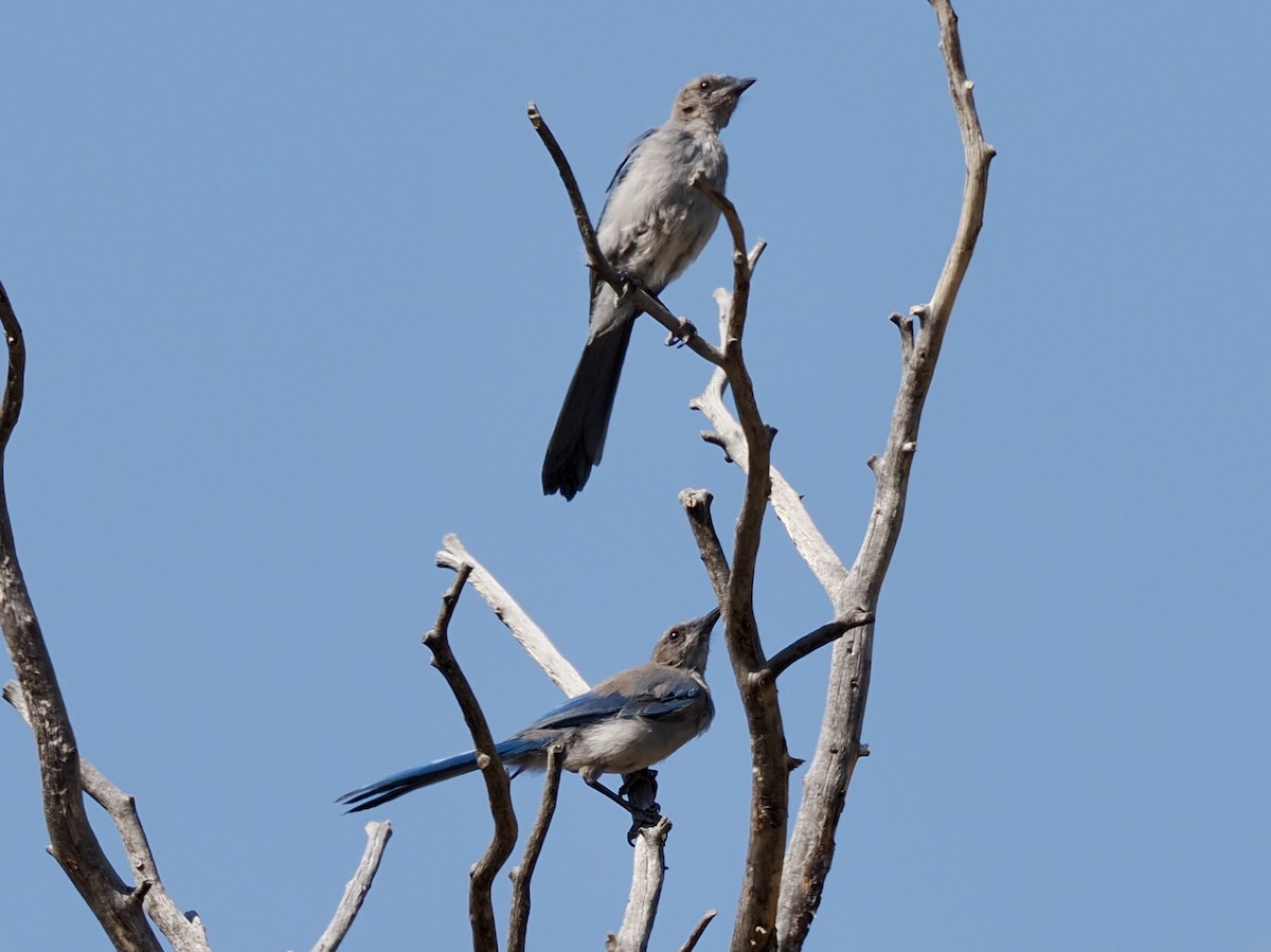 Woodhouse's Scrub-Jay - ML638872412