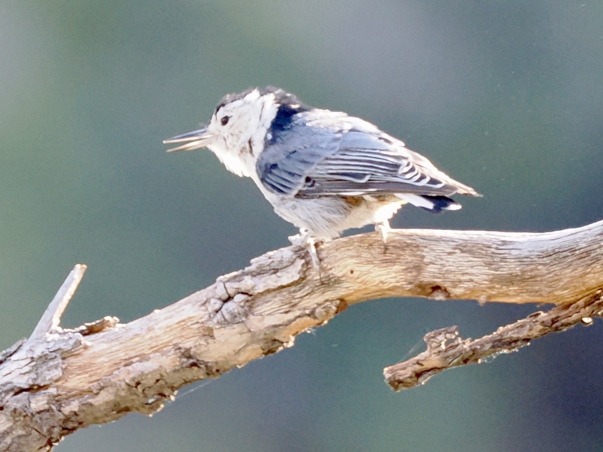 White-breasted Nuthatch - ML638872464