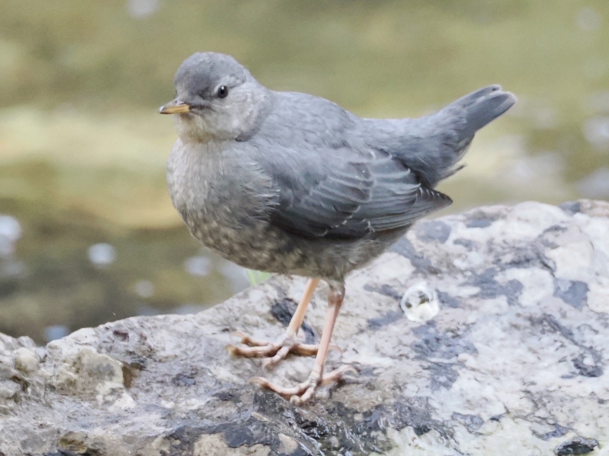 American Dipper - ML638872485
