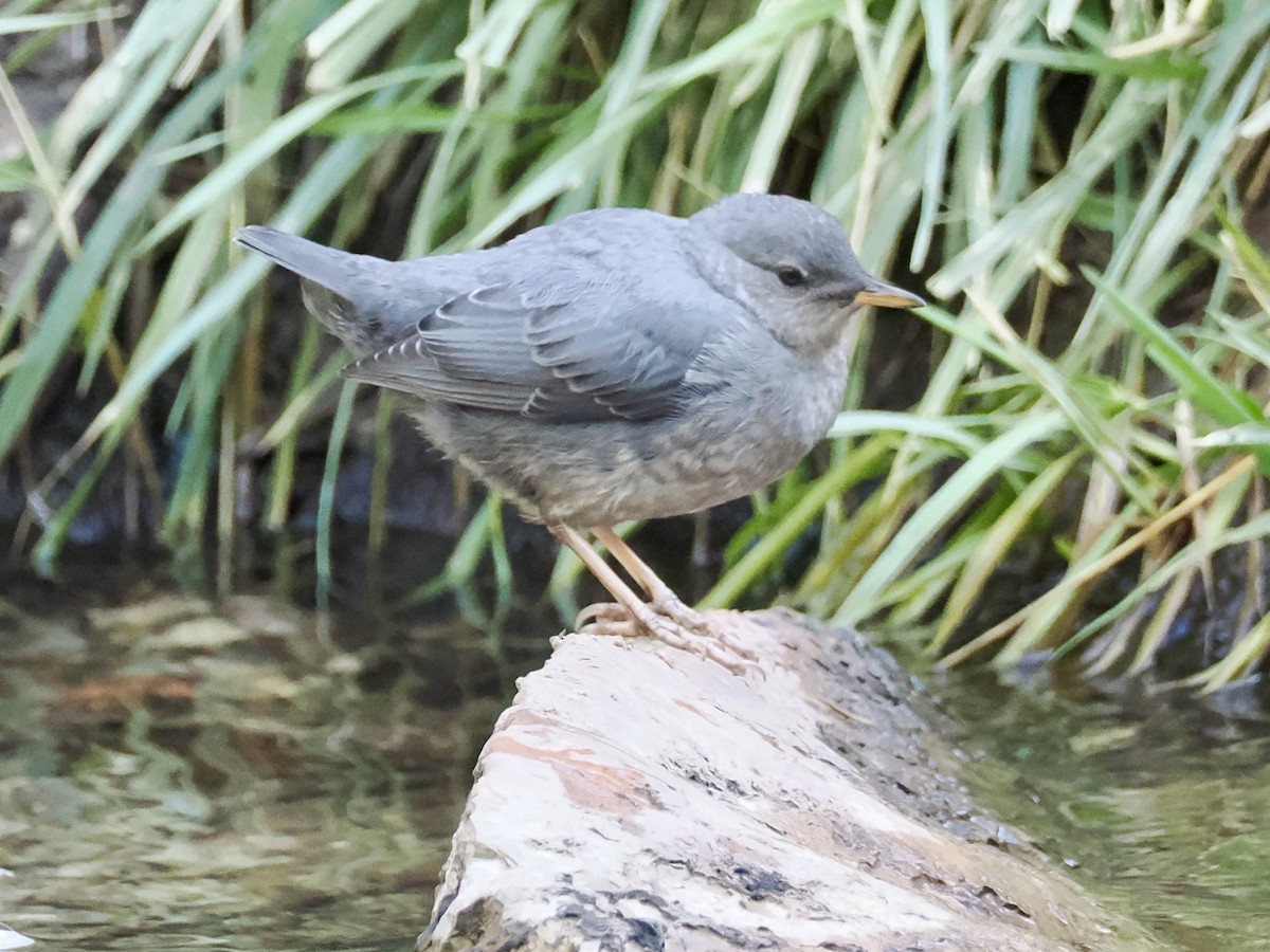 American Dipper - ML638872487