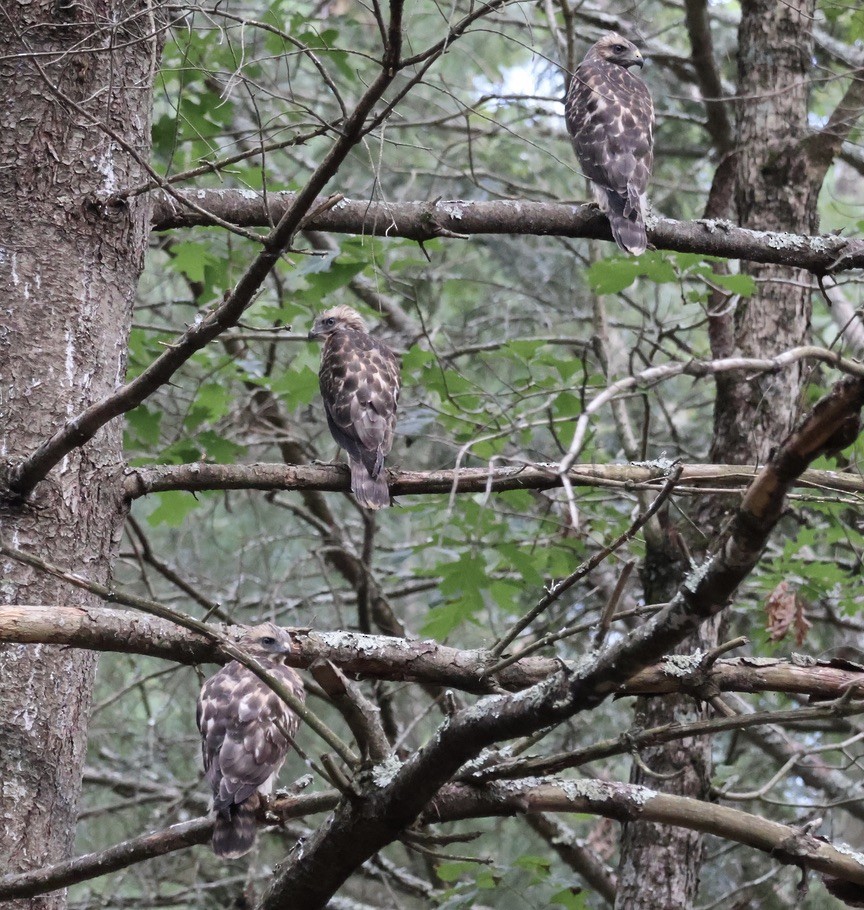 Red-shouldered Hawk - ML638872515