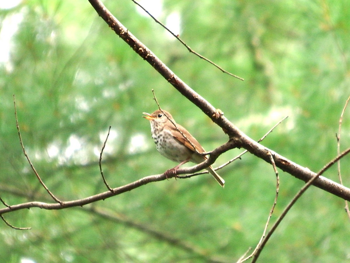 Hermit Thrush - ML638872516