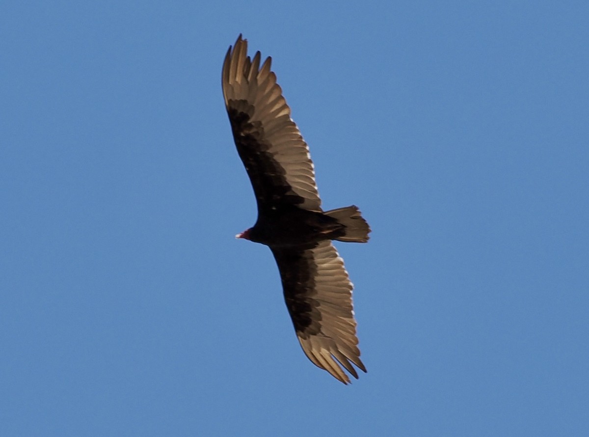 Turkey Vulture - ML638872572