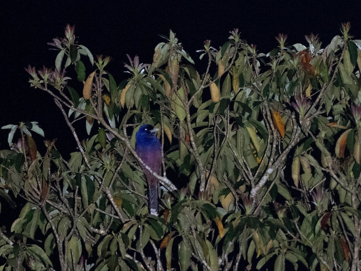 Lidth's Jay - ML638872650