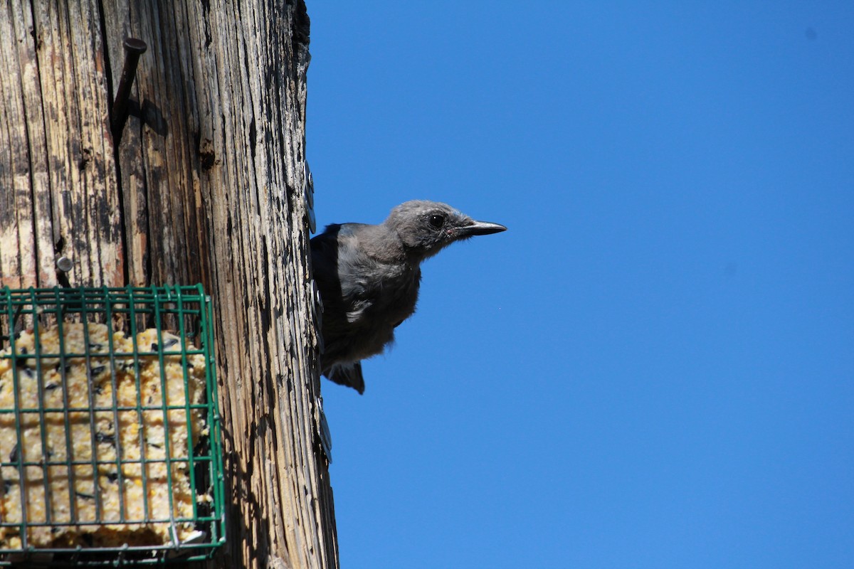 Geai de Woodhouse - ML638872652