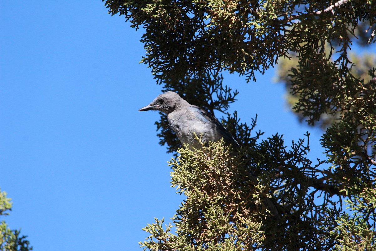 Geai de Woodhouse - ML638872653