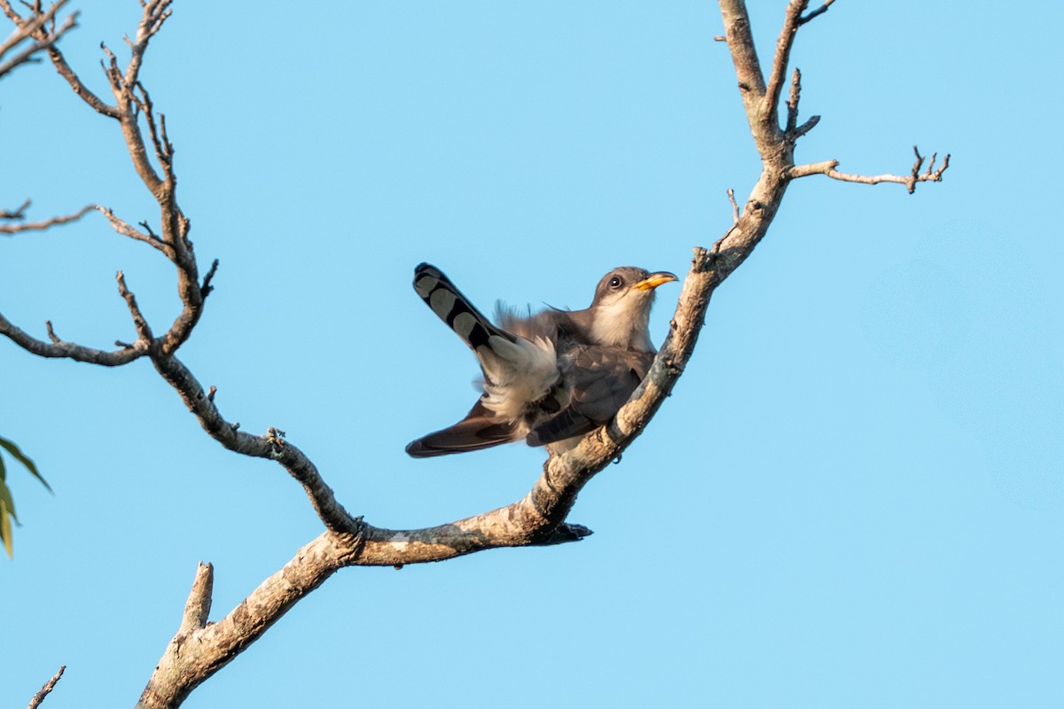 Yellow-billed Cuckoo - ML638872655