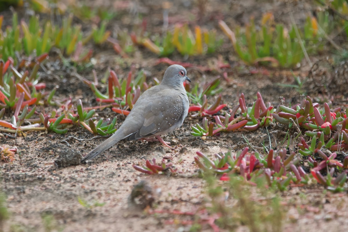 Diamond Dove - ML638872691