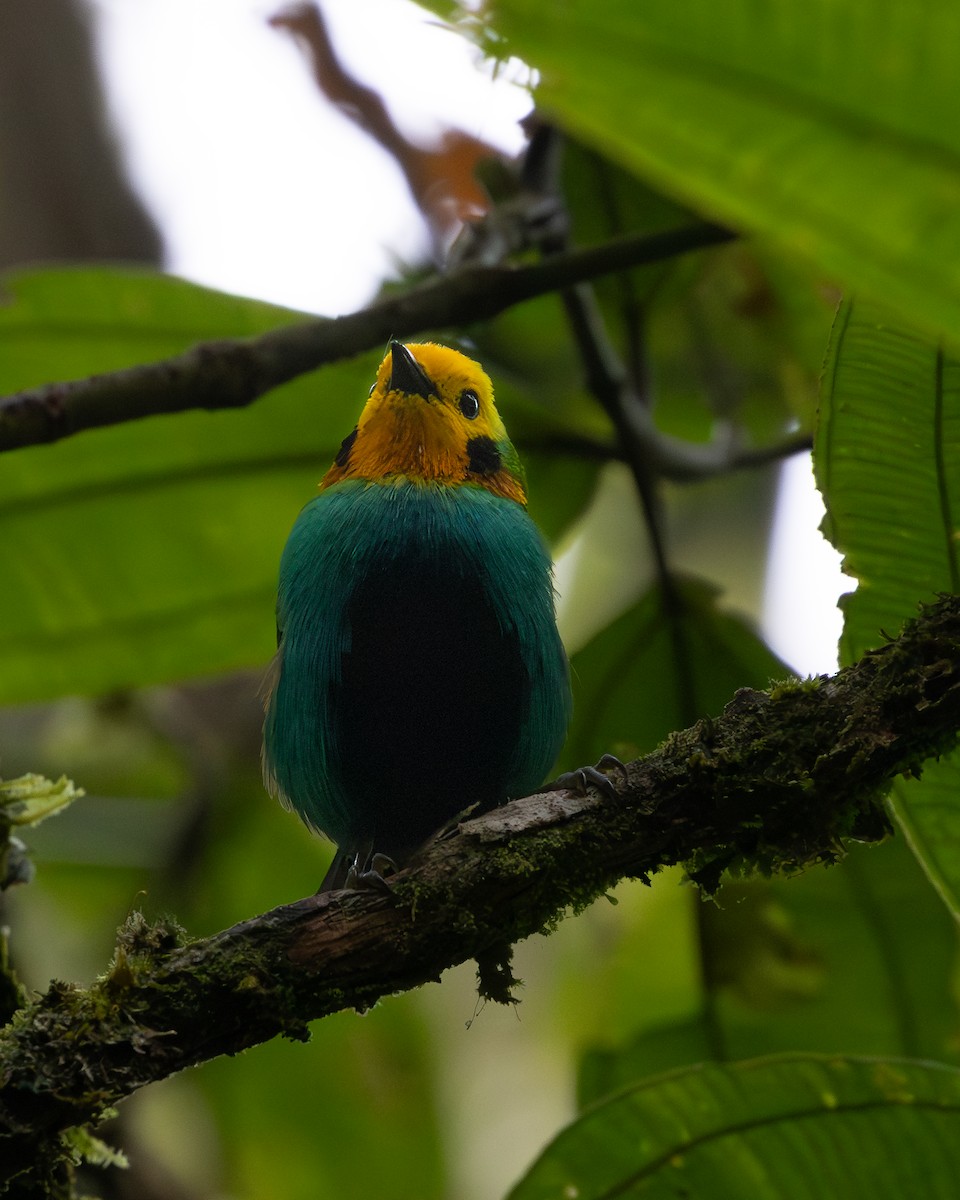 Multicolored Tanager - ML638872693