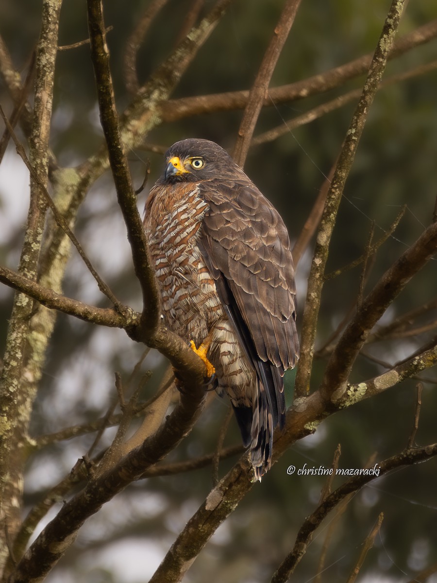 Roadside Hawk - ML638872700