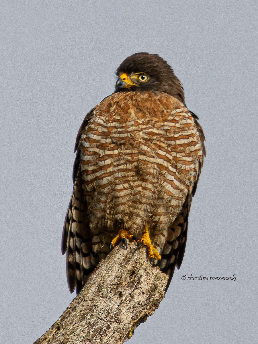 Roadside Hawk - ML638872701
