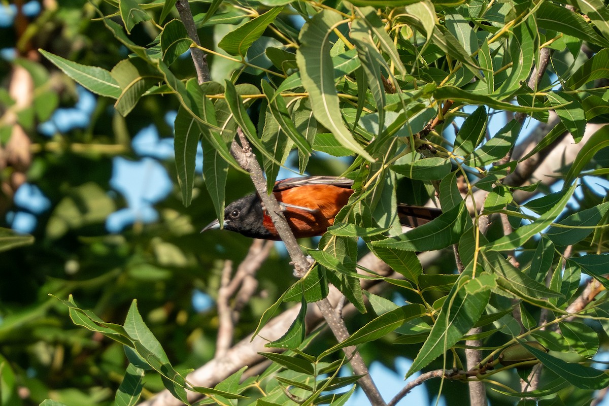 Orchard Oriole - ML638872703