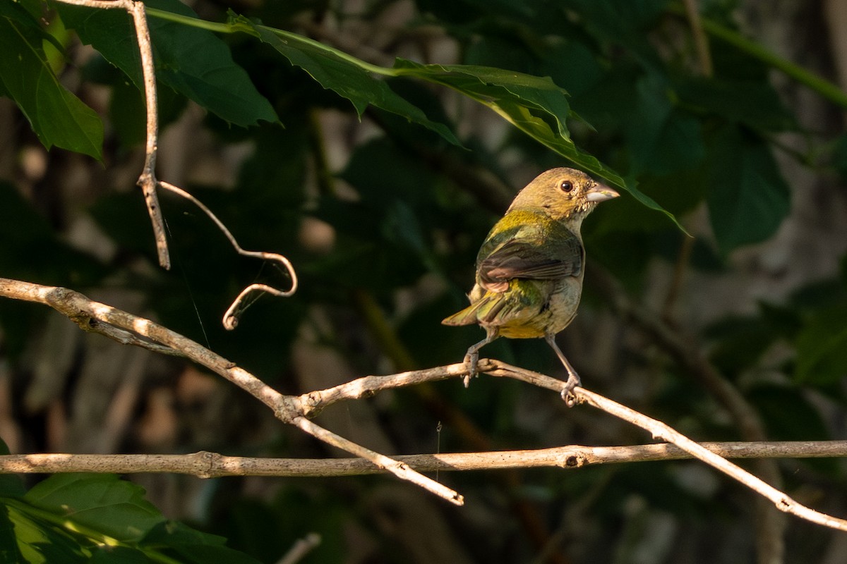 Painted Bunting - ML638872708