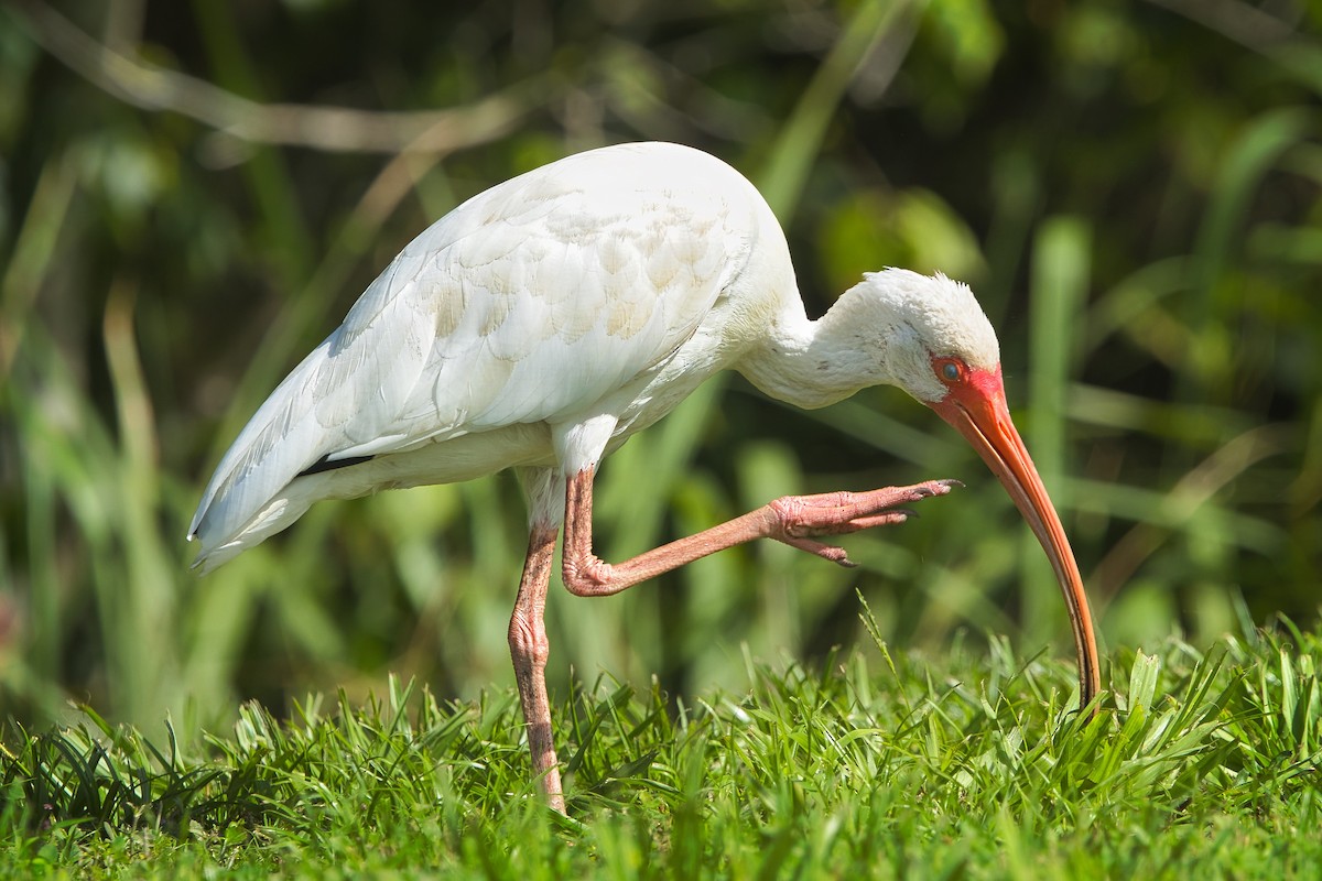 White Ibis - ML638872712