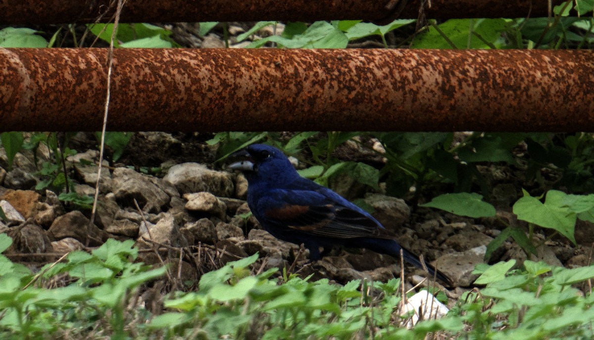 Blue Grosbeak - ML638872713