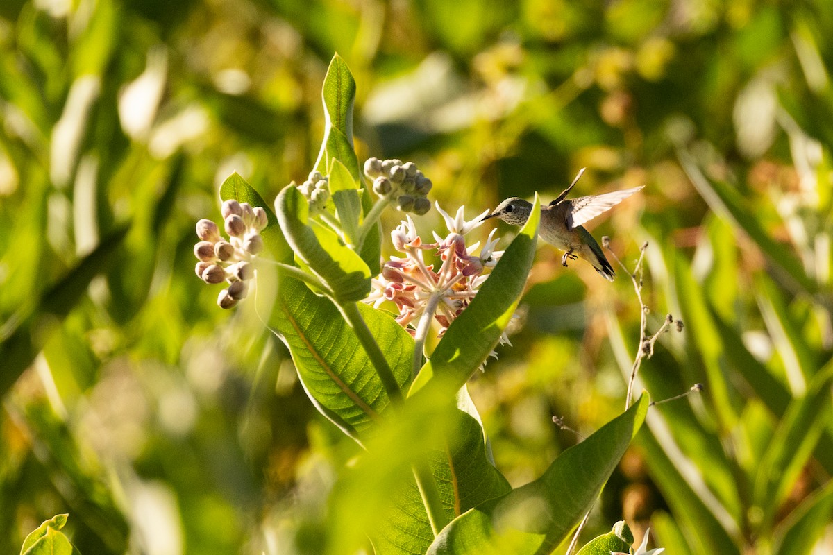 Calliope Hummingbird - ML638872723