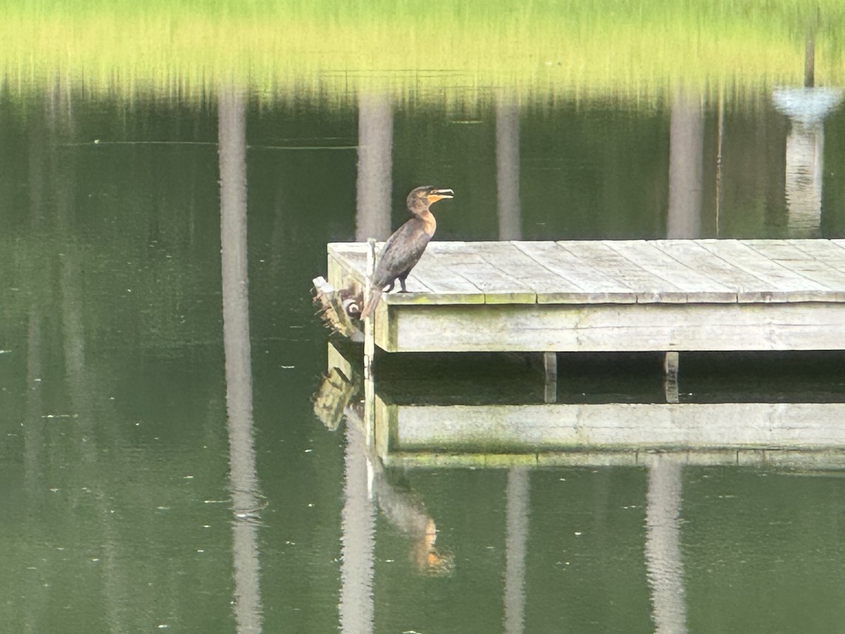 Double-crested Cormorant - ML638872727