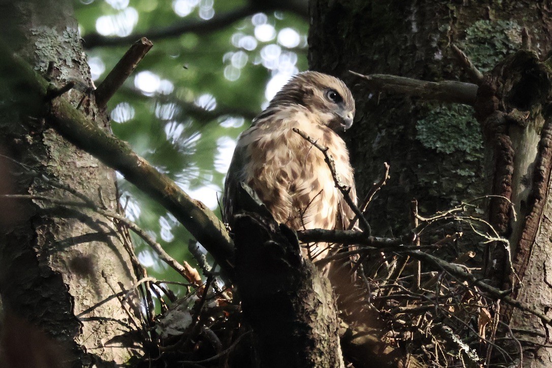 Red-shouldered Hawk - ML638872738