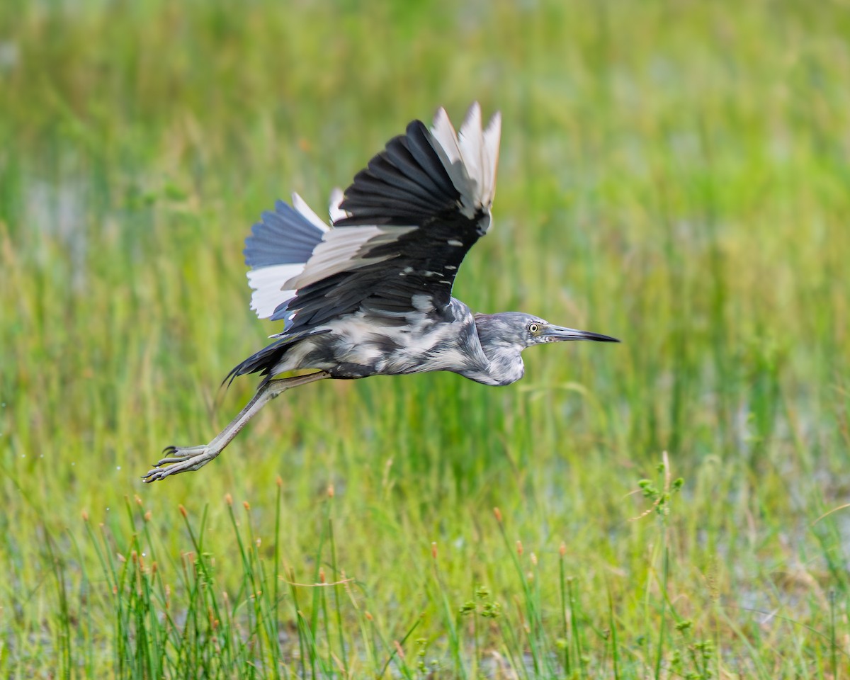 Little Blue Heron - ML638872784