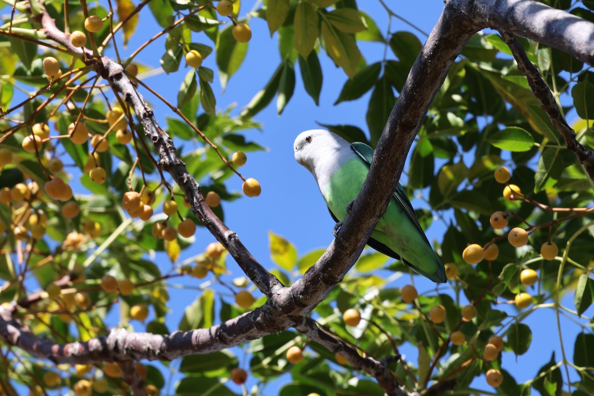 Gray-headed Lovebird - ML638872830