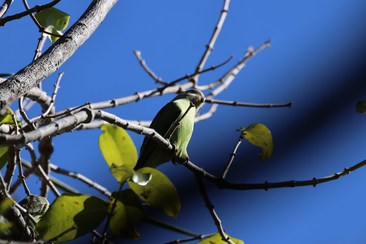 Gray-headed Lovebird - ML638872856
