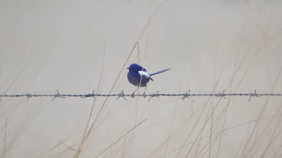 White-winged Fairywren - ML638872861