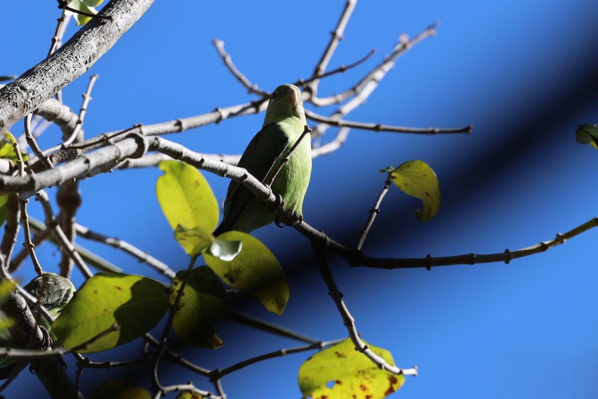 Gray-headed Lovebird - ML638872869