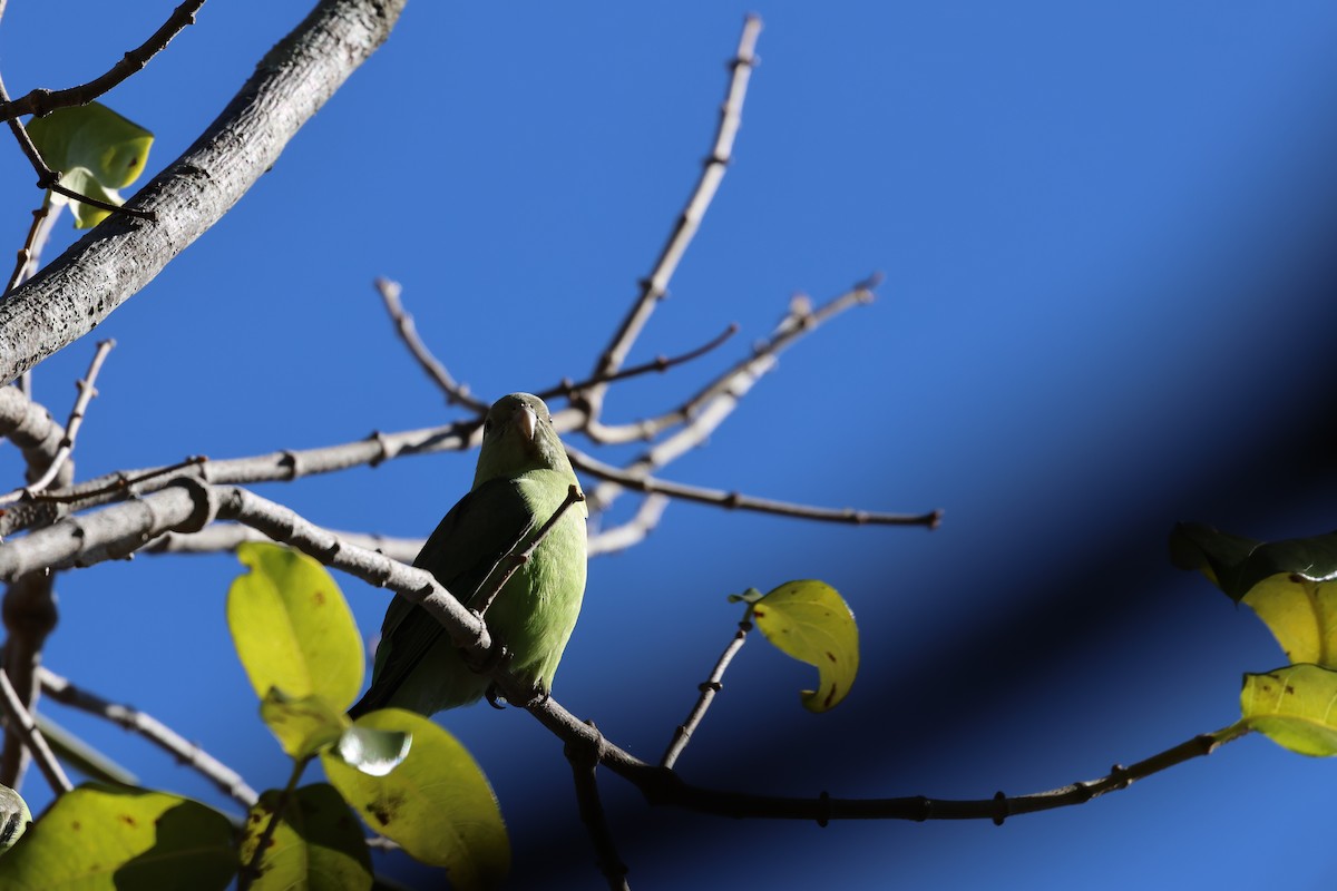 Gray-headed Lovebird - ML638872875