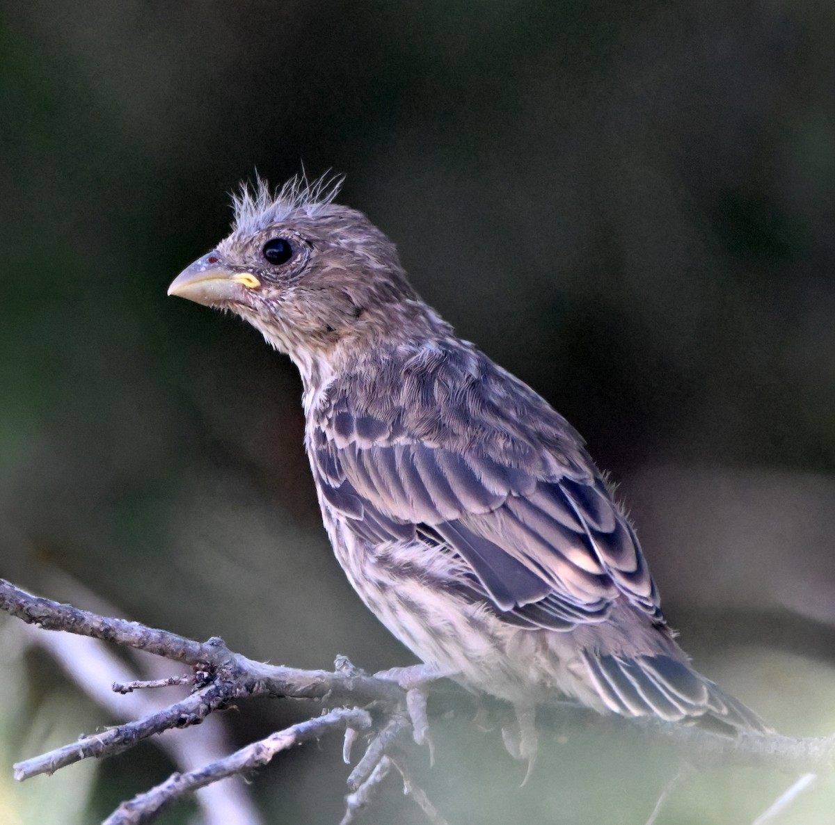 House Finch - ML638872894