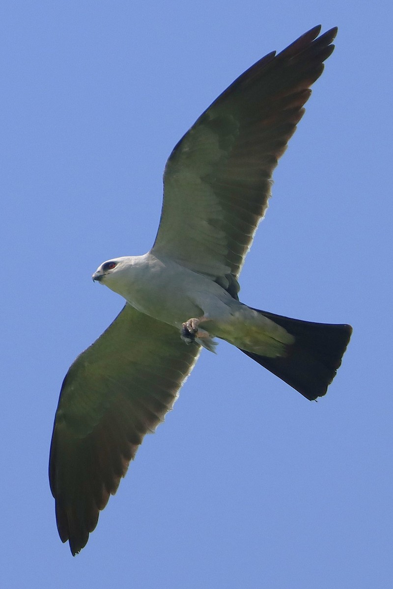 Mississippi Kite - ML638872942