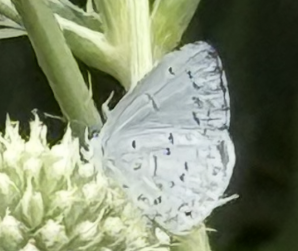 Summer Azure - ML638872960