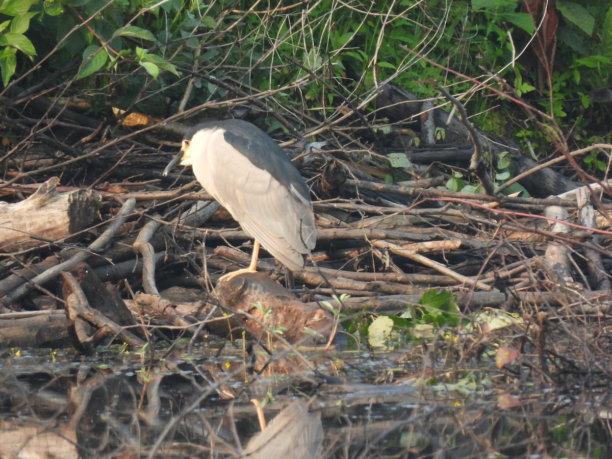 Black-crowned Night Heron - ML638872963