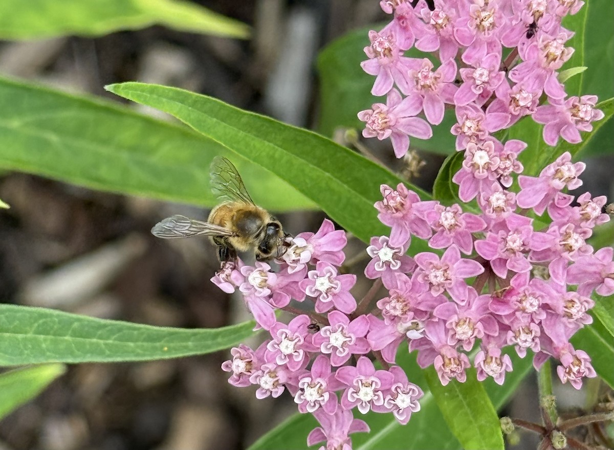 Western Honey Bee - ML638872968
