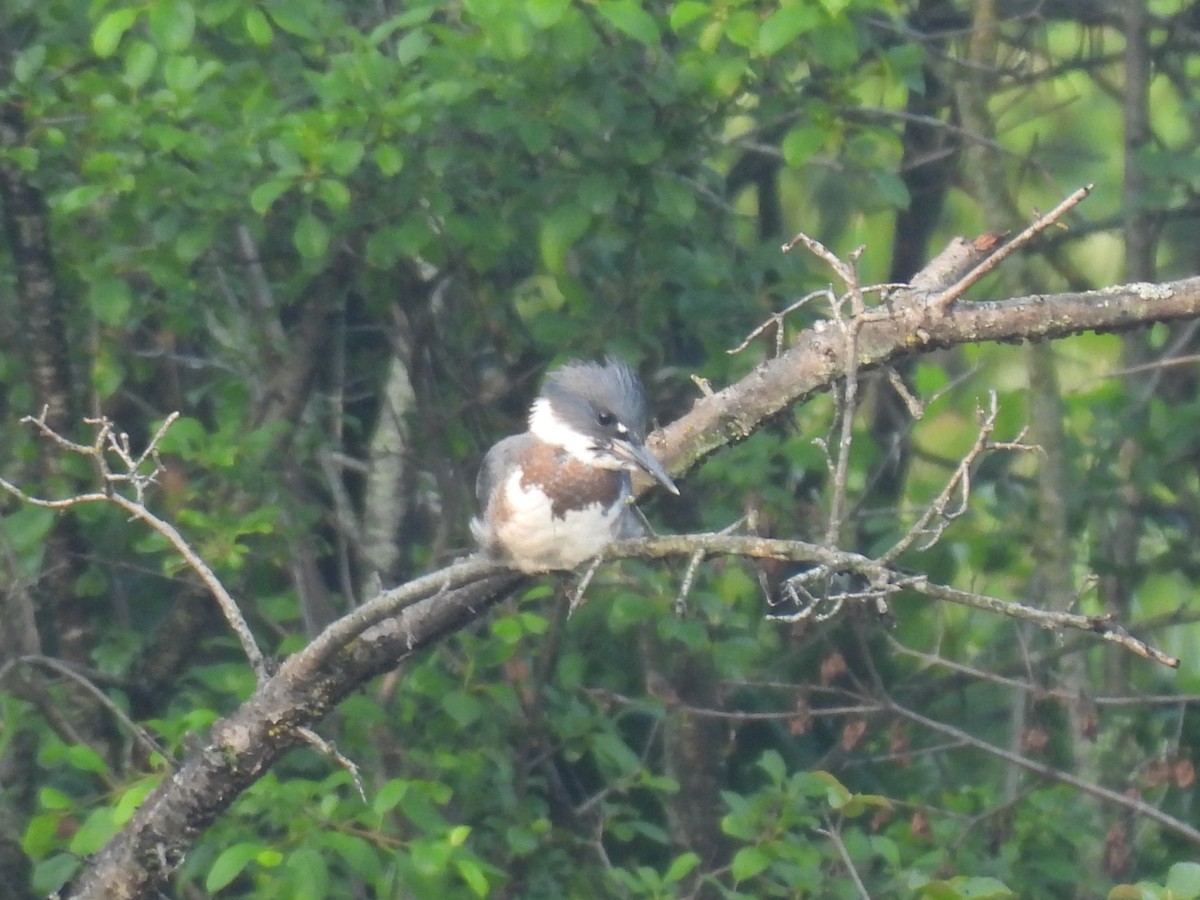 Belted Kingfisher - ML638872973