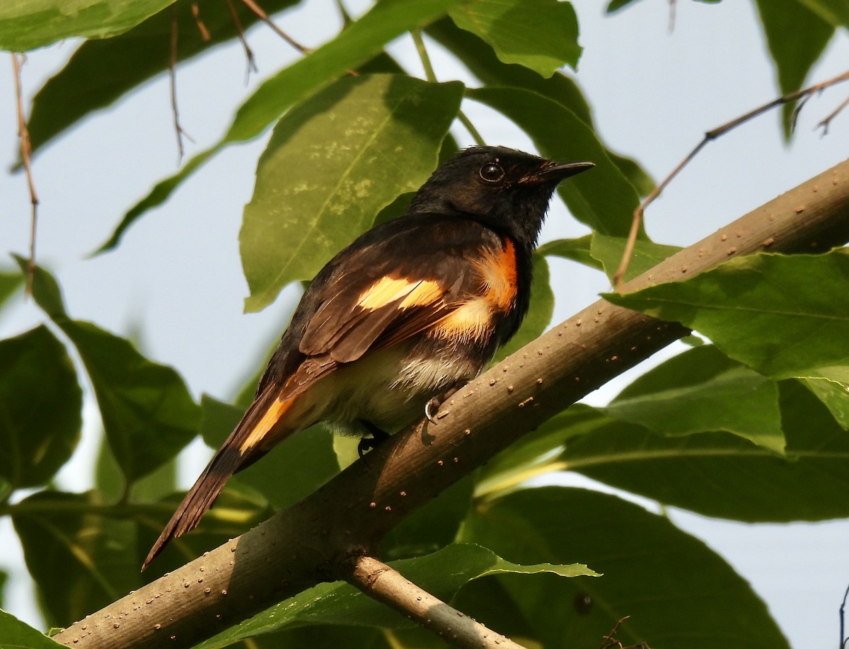American Redstart - ML638872999