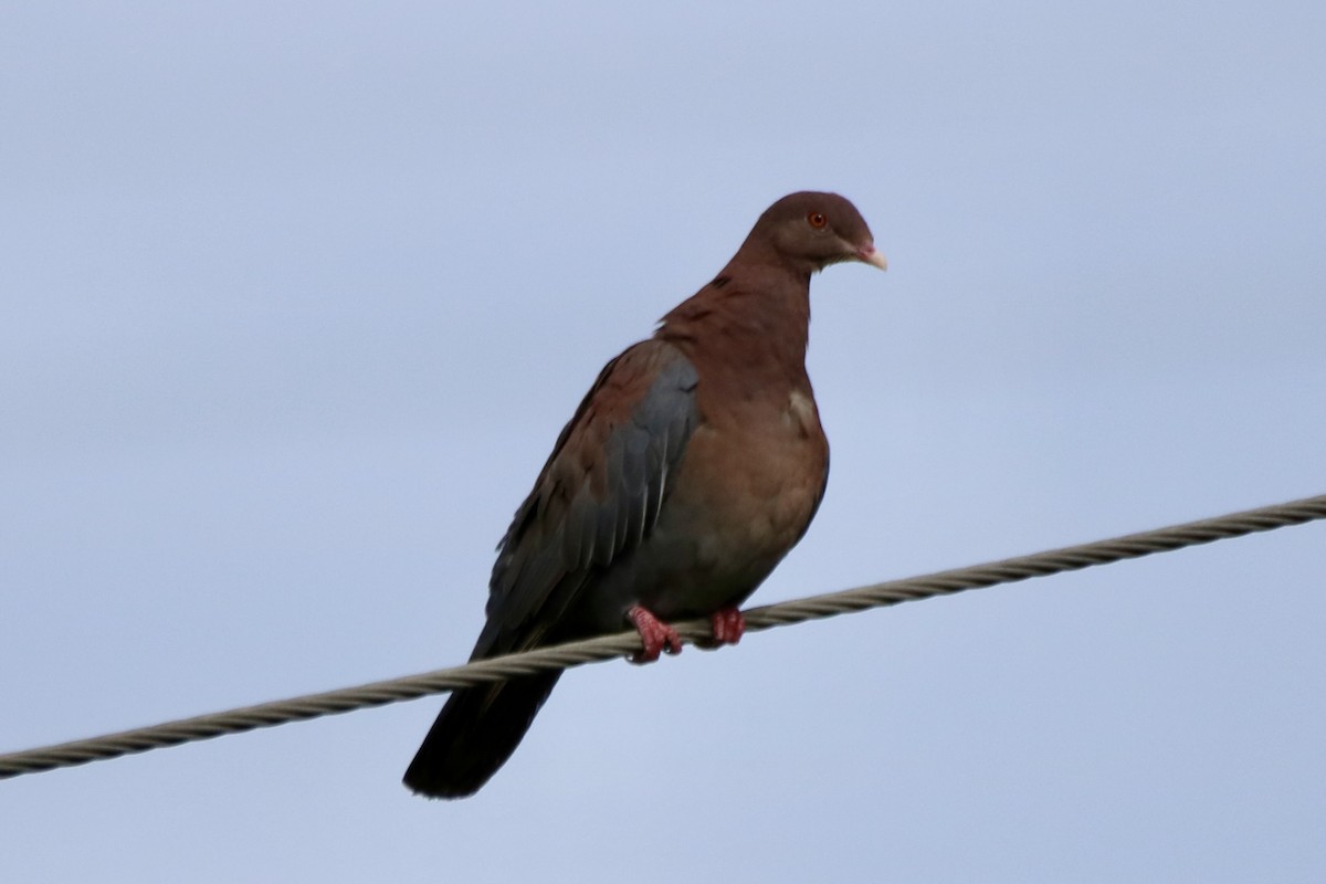 アカハシバト - ML638873015
