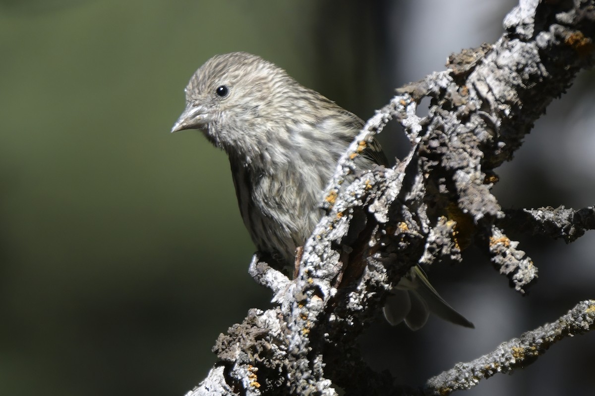 Pine Siskin - ML638873024