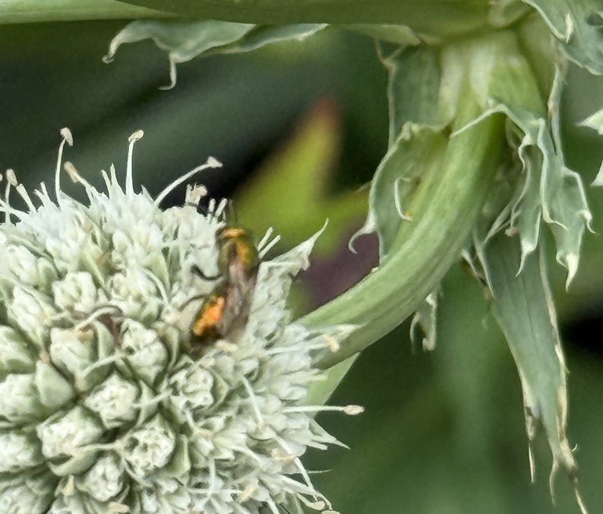 Insects - ML638873034