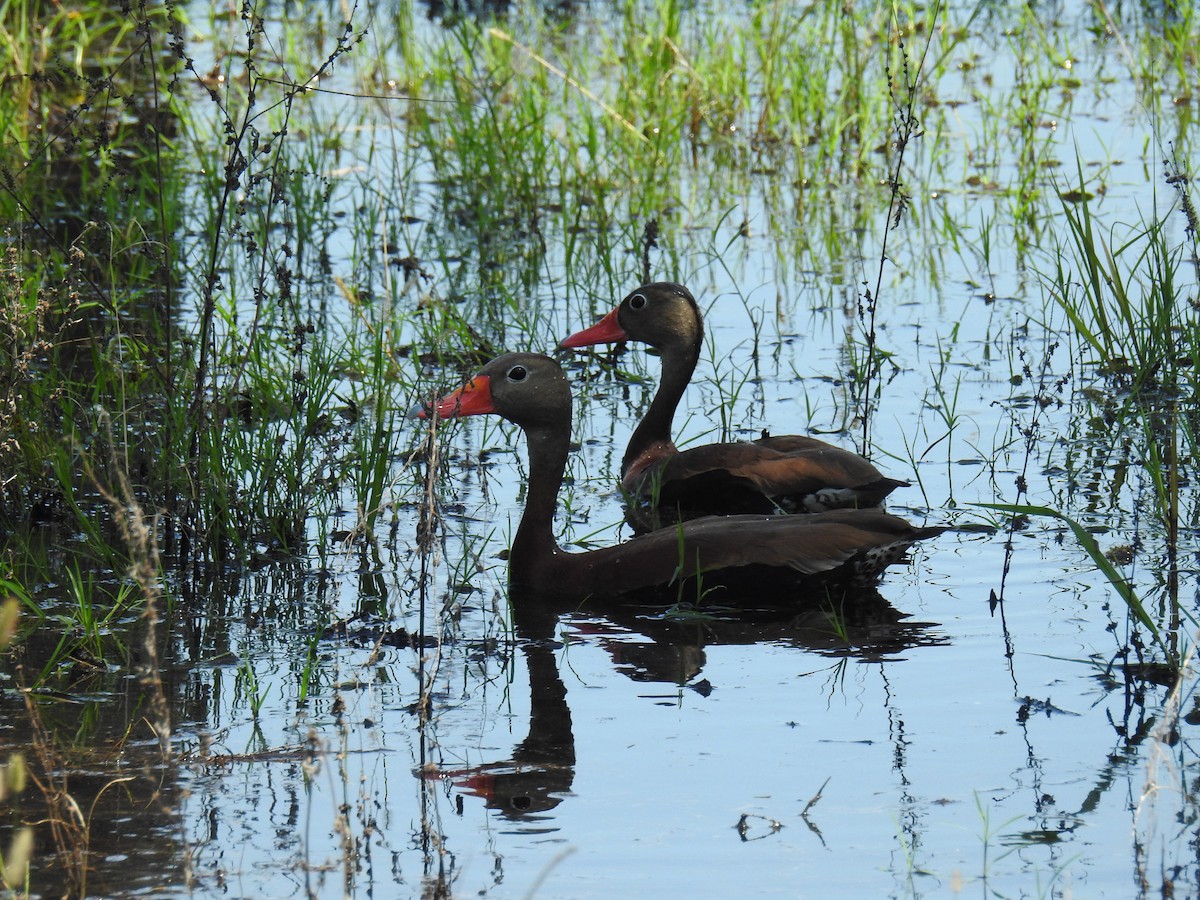 Black-bellied Whistling-Duck - ML638873040