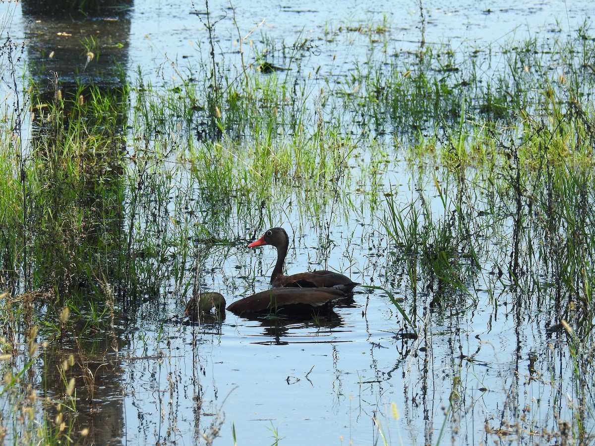 Black-bellied Whistling-Duck - ML638873041