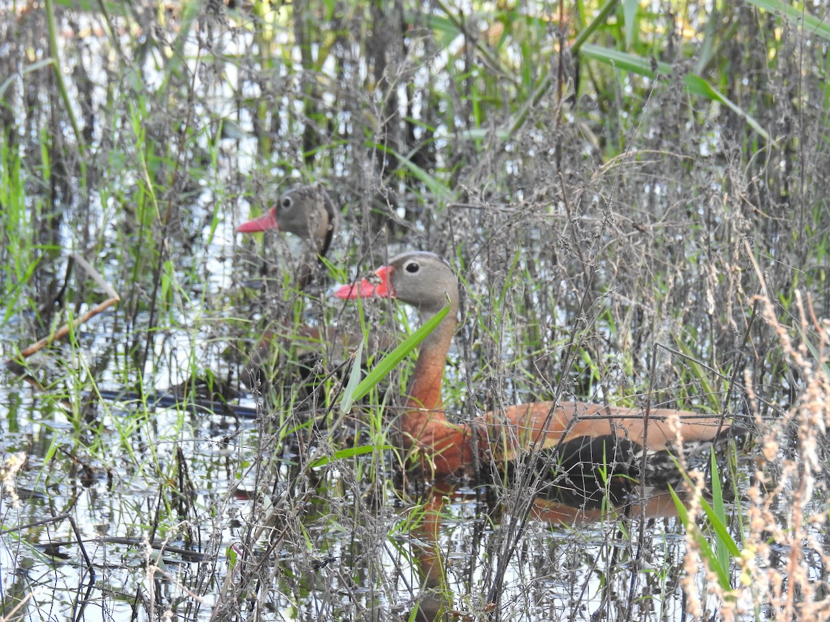 Black-bellied Whistling-Duck - ML638873053