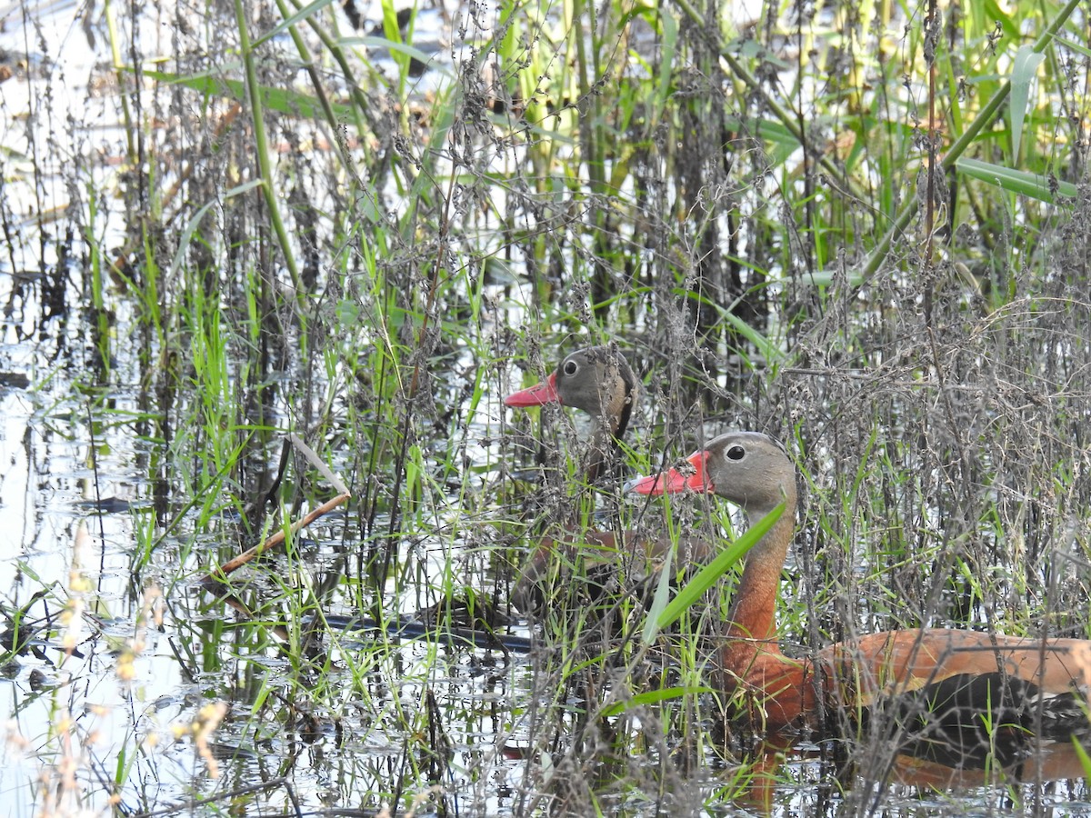 Black-bellied Whistling-Duck - ML638873054