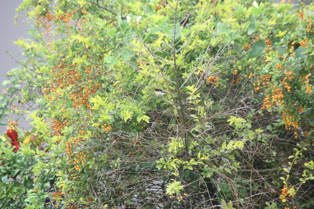 Sulphur-breasted Myzomela - ML638873091