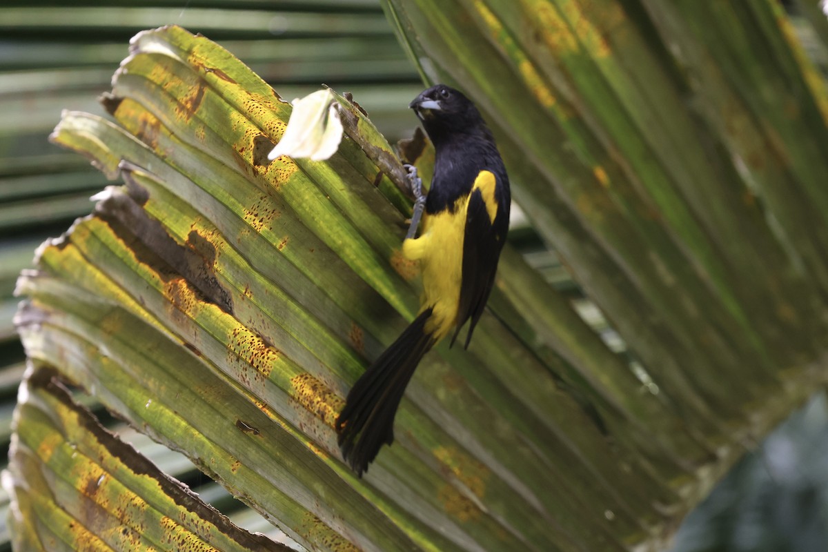 Black-cowled Oriole - ML638873098