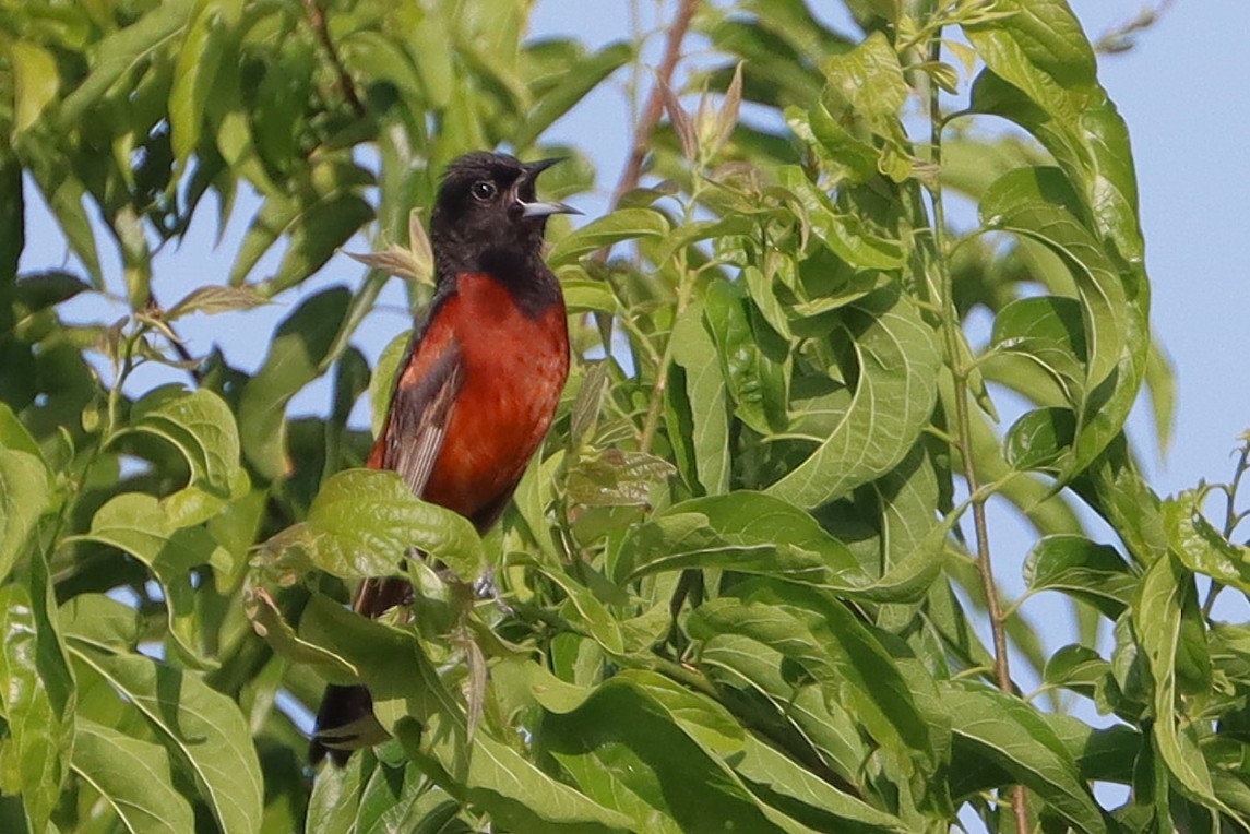 Orchard Oriole - ML638873099