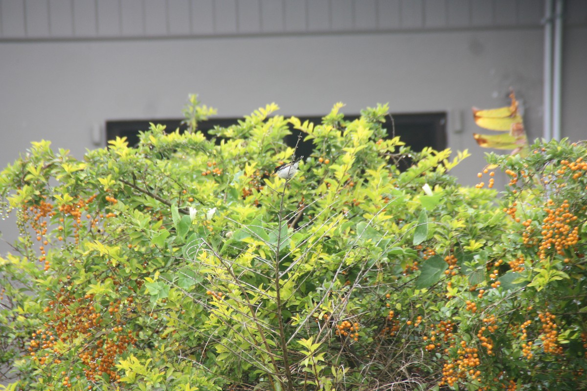 Sulphur-breasted Myzomela - ML638873100