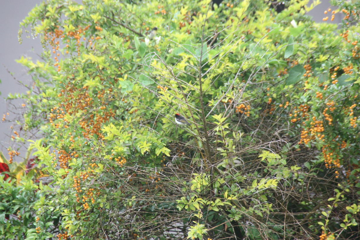 Sulphur-breasted Myzomela - ML638873156