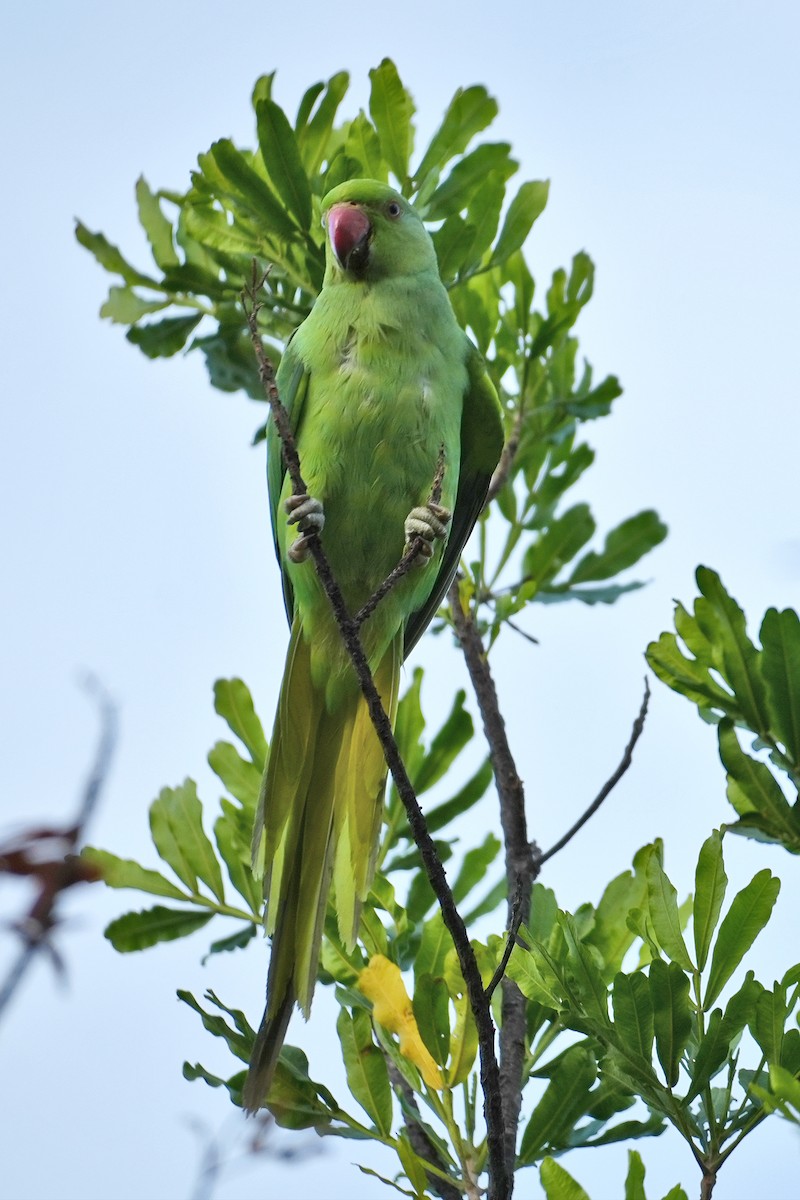 Rose-ringed Parakeet - ML638873157