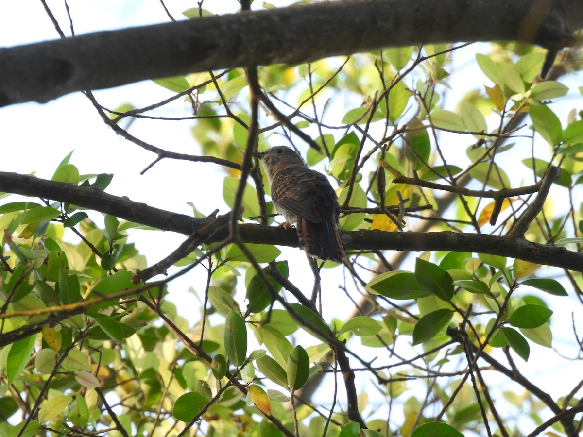 Sunda Brush Cuckoo - ML638873159