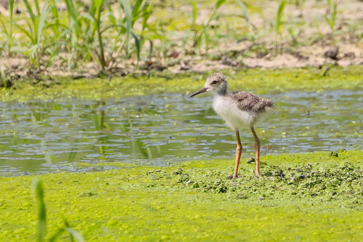 Black-necked Stilt - ML638873168